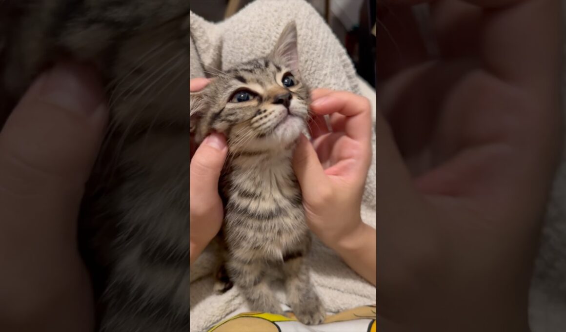 我が家にスコティッシュの赤ちゃんをお迎えした結果...!! #cat #猫