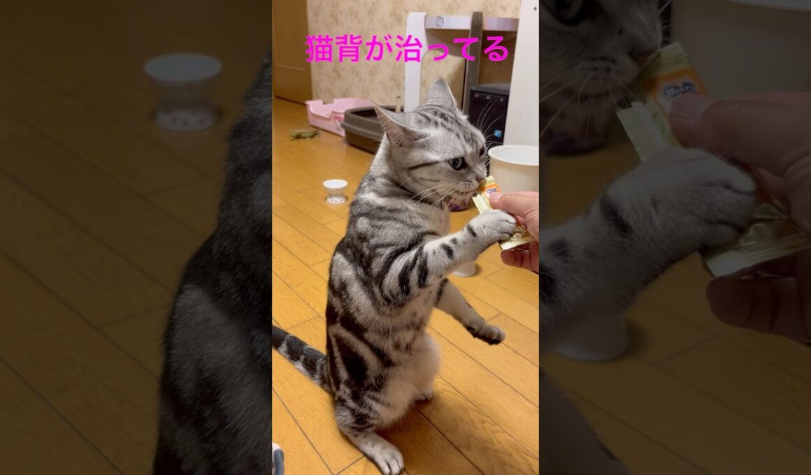 おやつを横取りした猫の猫背が治った#アメリカンショートヘア#アメショ#猫