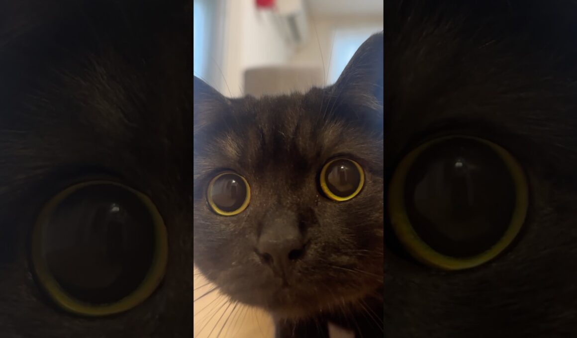 きゅるるん！… Black Cat Watching