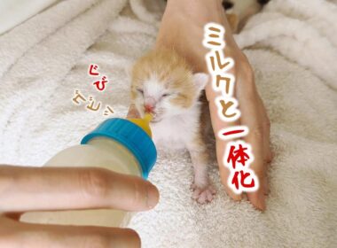 子猫のへその緒がとれた！ミルク姿がかわいすぎて・・・。子猫たちと寝てみたい【保護猫生活3日目】