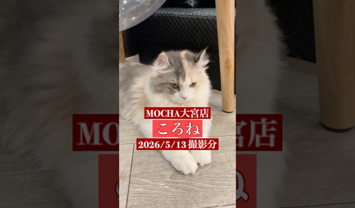 🐱ころね🐱　(アメリカンカール♀)　猫カフェMOCHA大宮店　2026/5/13 撮影分　#日替わり猫カフェにゃんこ