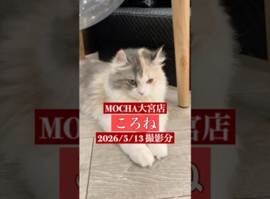 🐱ころね🐱　(アメリカンカール♀)　猫カフェMOCHA大宮店　2026/5/13 撮影分　#日替わり猫カフェにゃんこ