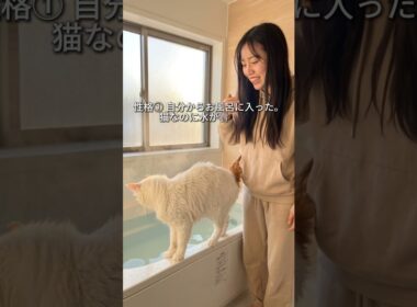 自分からお風呂に入る猫がいる。ターキッシュバンが「世界唯一の水泳猫」と呼ばれる理由 #猫のいる暮らし #猫のいる幸せ #猫動画 #猫のいる日常 #猫好き #ターキッシュバン #水泳猫  #オッドアイ猫