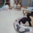 お見合い■子猫室ライブ■子猫5匹・大人猫2匹■　20260621　12：40〜
