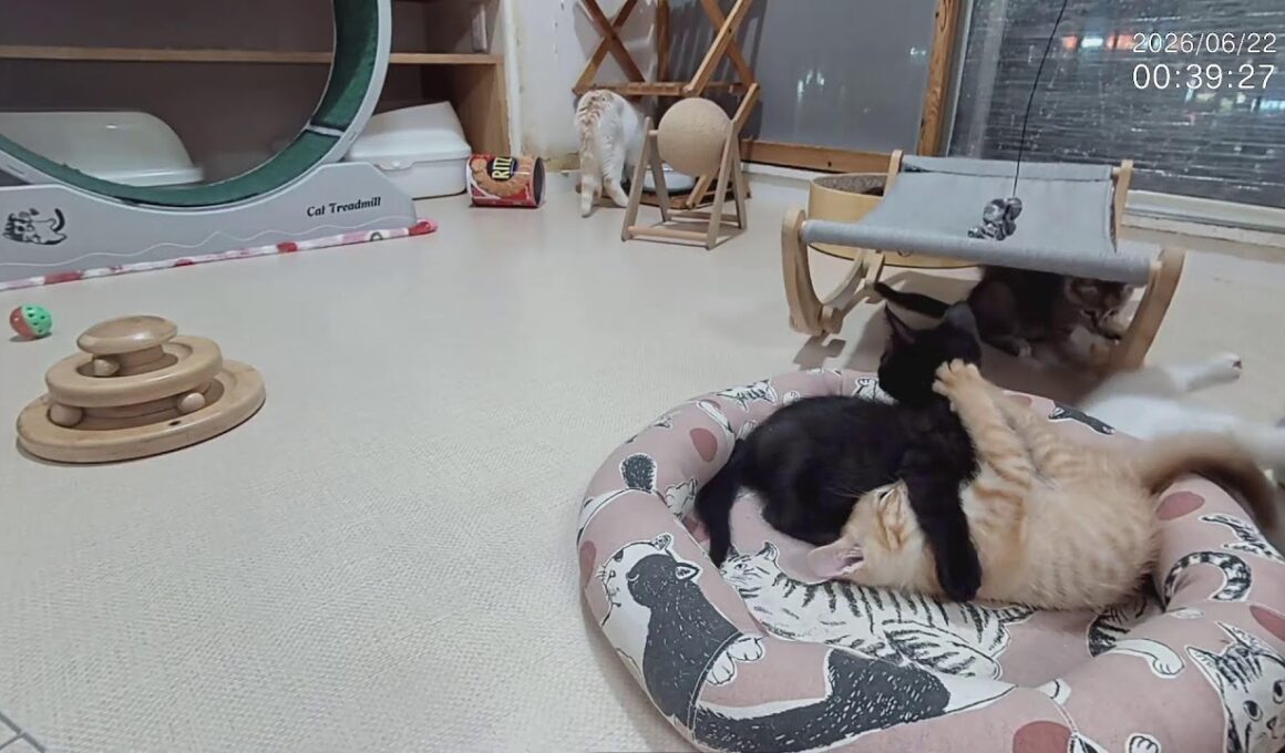 お見合い■子猫室ライブ■子猫5匹・大人猫2匹■　20260621　12：40〜
