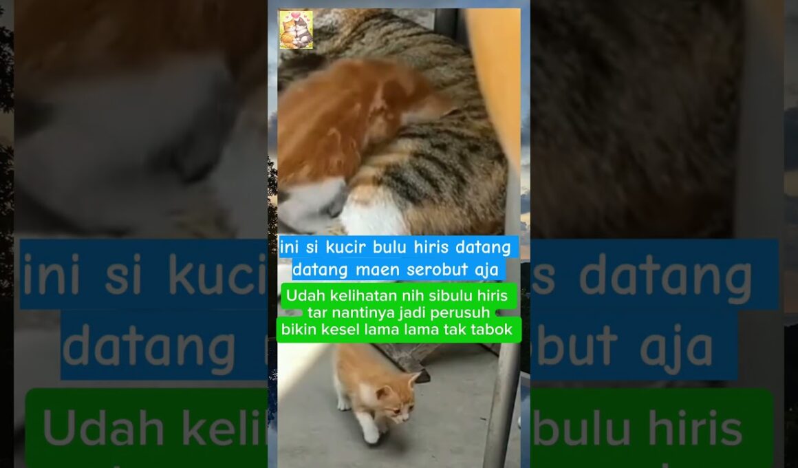 calon preman rumahan 🤣 🥰🐱🫣