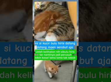 calon preman rumahan 🤣 🥰🐱🫣