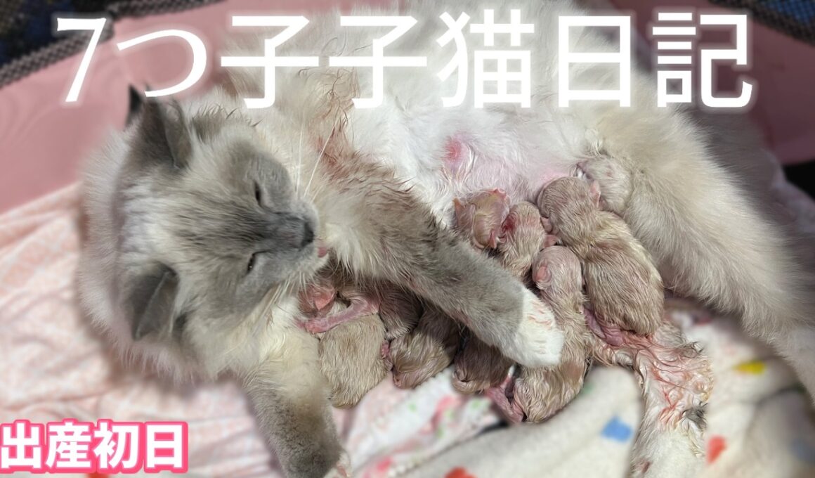 アンジーママの子猫日記【出産初日】#ラグドール #子猫
