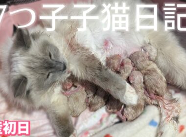 アンジーママの子猫日記【出産初日】#ラグドール #子猫