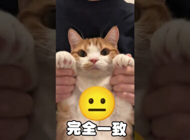 虚無猫マンチカンの顔が可愛いw【リメイク版】  #猫のいる暮らし #猫 #youtubeshorts