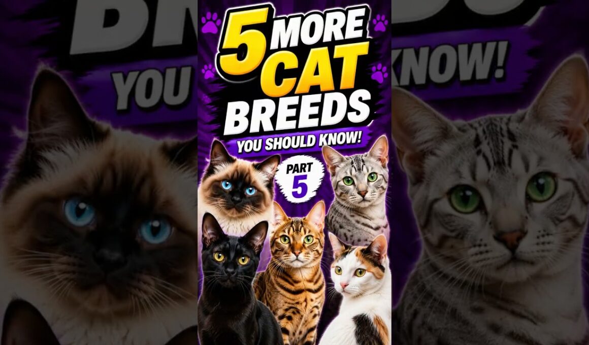 5 More Stunning Cat Breeds You Will Love 😍 (Part 5) #catsoftiktok #cat