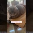 お邪魔しないで #ねこ #ねこちゃん #ねこ動画 #アメリカンカール