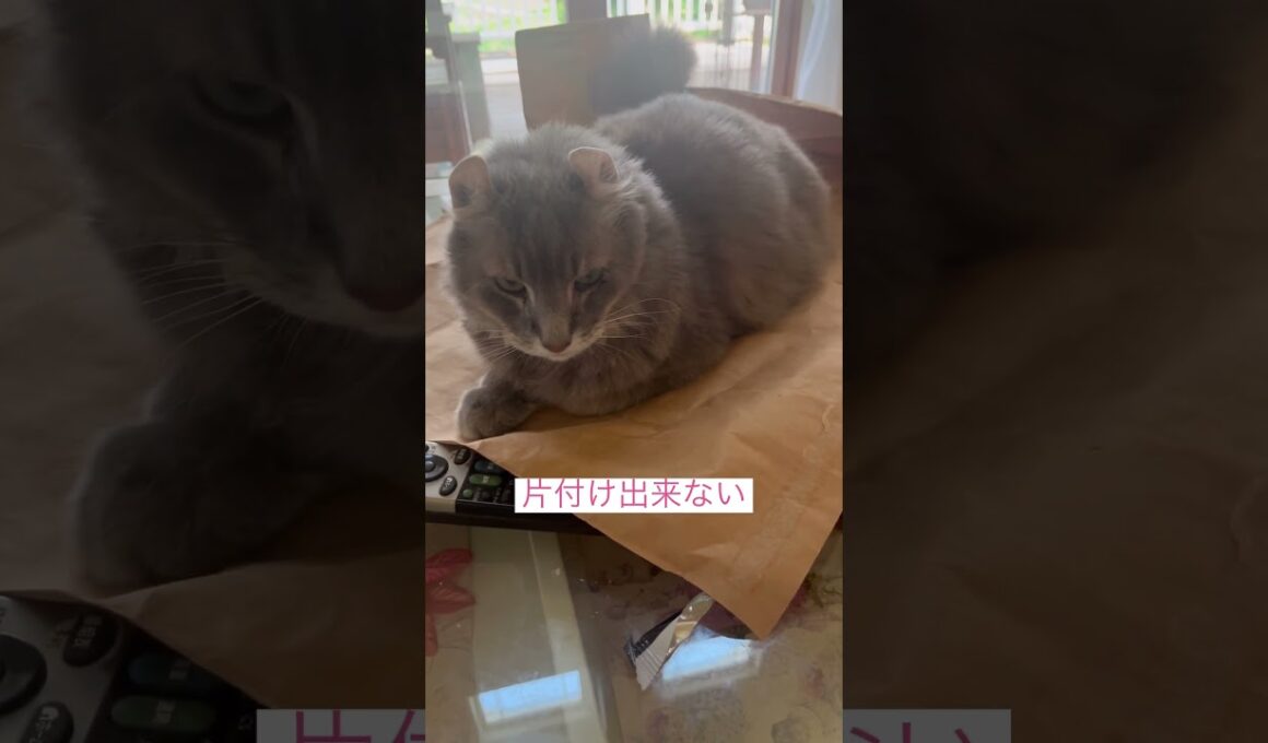 お邪魔しないで #ねこ #ねこちゃん #ねこ動画 #アメリカンカール
