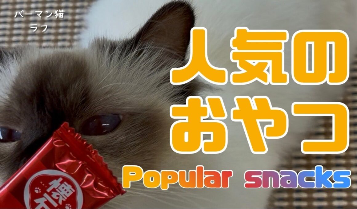 バーマン猫ラフ【人気のおやつ】Popular snacks（バーマン猫）Birman/Cat