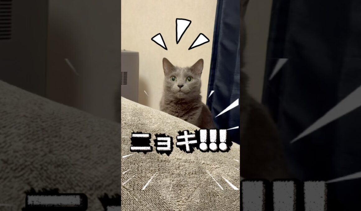 寝室に猫キノコが現れた❤️ #猫 #ロシアンブルー #catshorts #shorts