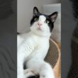来年には日本語しゃべる予定 #猫 #cat #かわいい