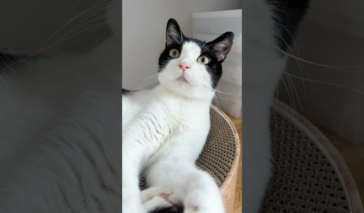 来年には日本語しゃべる予定 #猫 #cat #かわいい