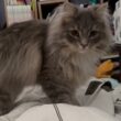 足捕まえ遊びをする猫　サイベリアンA cat playing a game of catching feet. Siberian