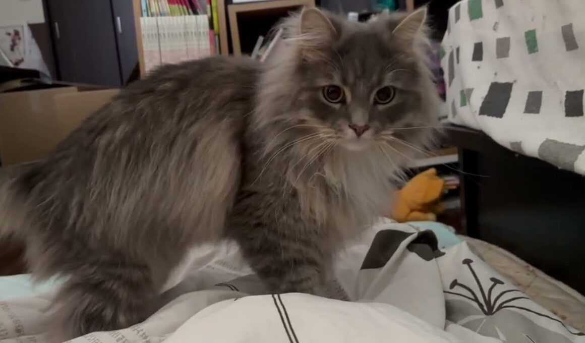足捕まえ遊びをする猫　サイベリアンA cat playing a game of catching feet. Siberian