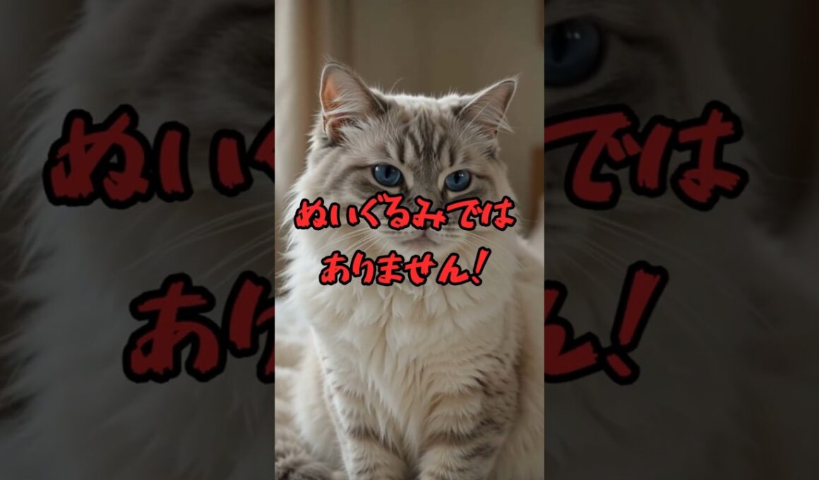 この猫、ぬいぐるみではありません。ラグドールの秘密が凄かった！ #猫雑学 #shorts #ラグドール