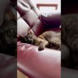 【不機嫌アピール猫】機嫌が悪い時は、わざと絶対にやってはいけないことを❗️しかもじっと目を見てやる‼️#egyptianmaucat #エジプシャンマウ #猫と暮らす #shorts #cat