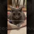 カーペットはグシャグシャがいい！とムッとしてる猫【ロシアンブルーのちょんたん】#猫 #cat #猫のいる暮らし #猫のいる生活 #猫動画 #shortvideo #shorts #short