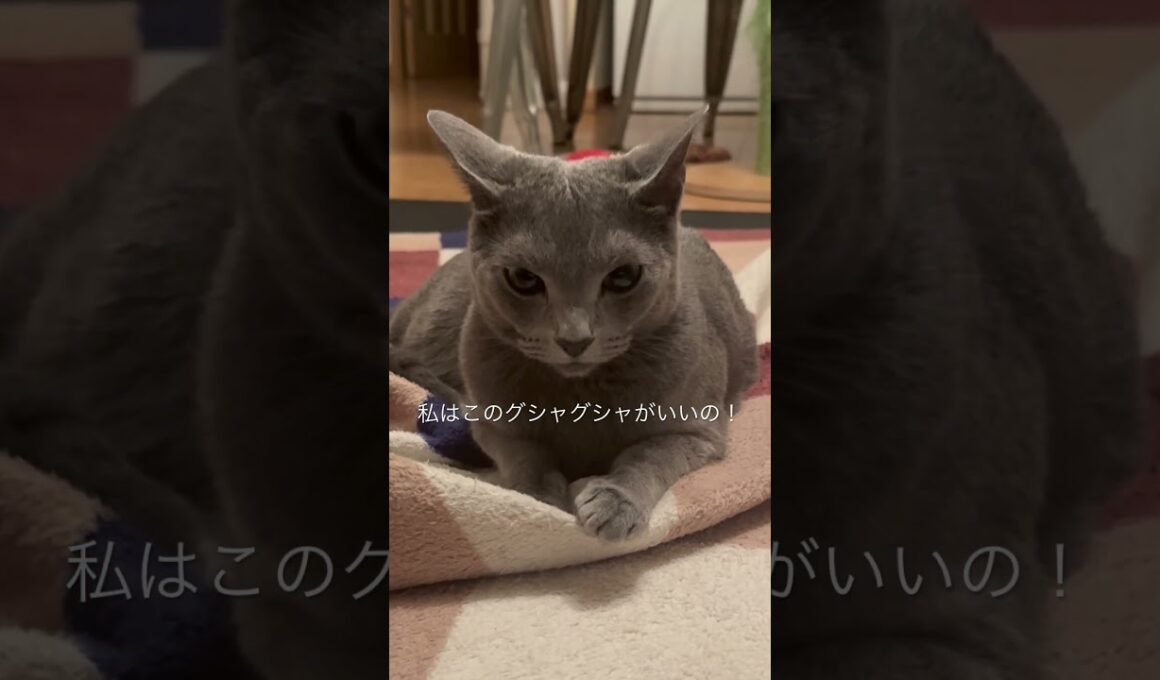 カーペットはグシャグシャがいい！とムッとしてる猫【ロシアンブルーのちょんたん】#猫 #cat #猫のいる暮らし #猫のいる生活 #猫動画 #shortvideo #shorts #short