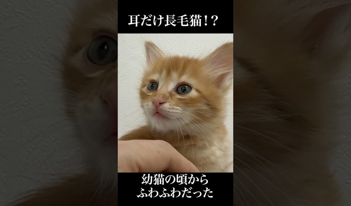 🐱変な所だけロン毛な子猫🐱   #cat #kitten #猫 #子猫 #ねこ #こねこ #shorts  #猫のいる暮らし