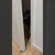 開けてくるネコ_20260616 #shorts #cat #猫 #ロシアンブルー