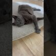 手_20260617 #shorts #cat #猫 #ロシアンブルー