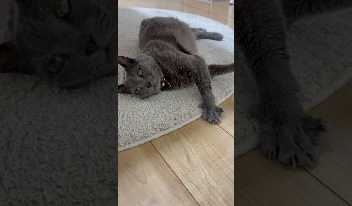 手_20260617 #shorts #cat #猫 #ロシアンブルー