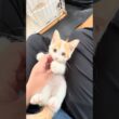 元気になった子猫でもあと2ヶ月は隔離　#子猫 #保護猫 #野良猫 #猫