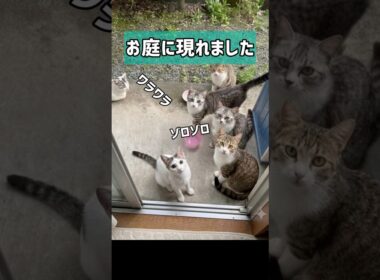 【猫を保護】【子猫保護】【保護猫ピリカ】【保護ねこピリカ】突然現れた6匹の猫さん達、その後… #保護猫 #子猫 #猫のいる暮らし
