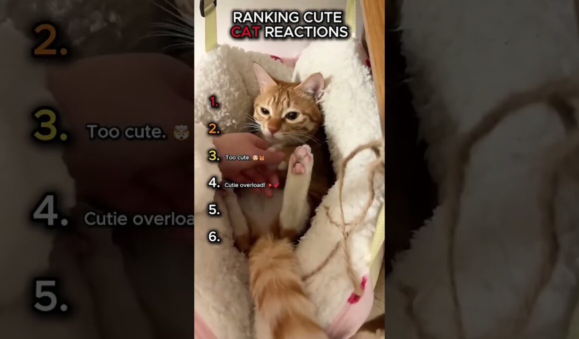 Cats being Cute 😍 💕 🐈 #cat #funny #like #kitten #pets #viral #cute #mycat #kitty #aww #funnycute
