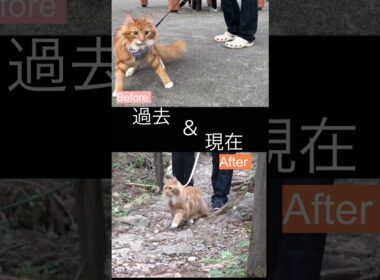どう思う❓ #cat #子ネコ #メインクーン