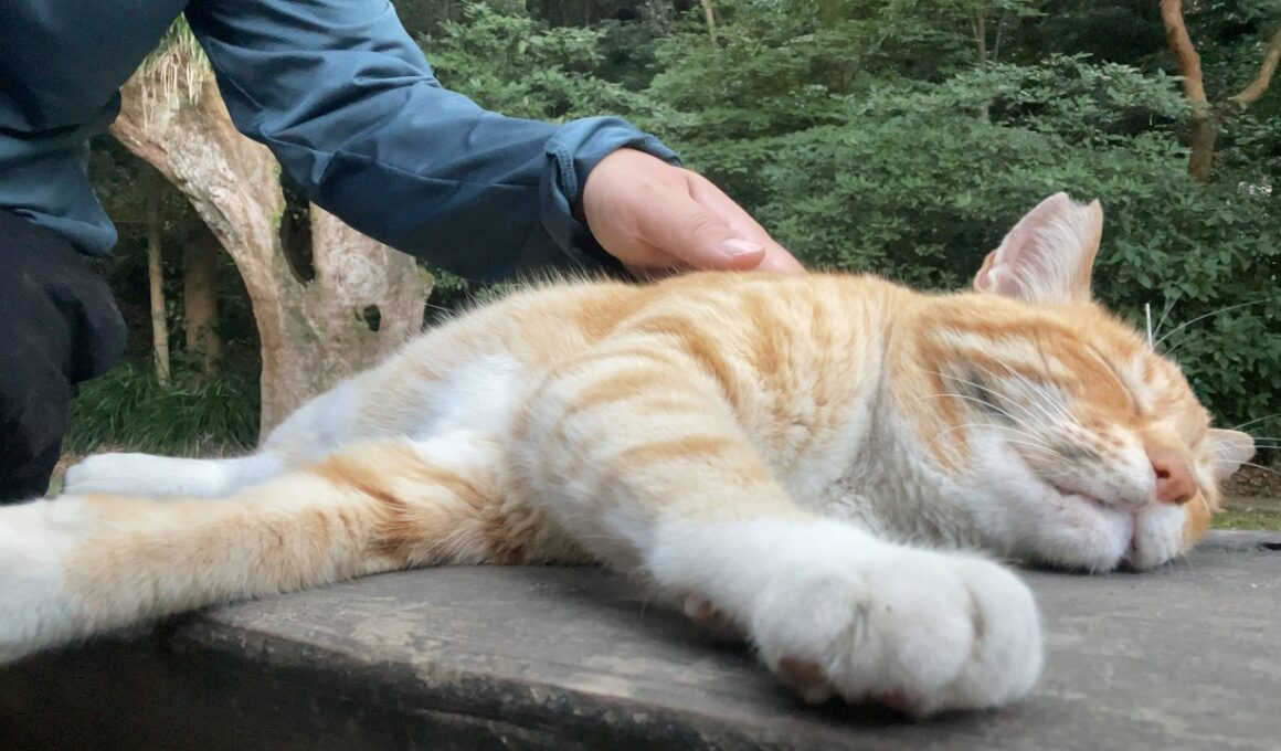 猫ちゃんに呼ばれてついていったら隣で眠ってしまった