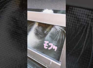 肉球あいさつ #猫 #cat  #ブリティッシュショートヘア