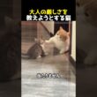 大人の厳しさを教えようとする猫