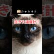 シャムネコ：模様が変わる生きた温度計 【毎日30秒アニマル図鑑】