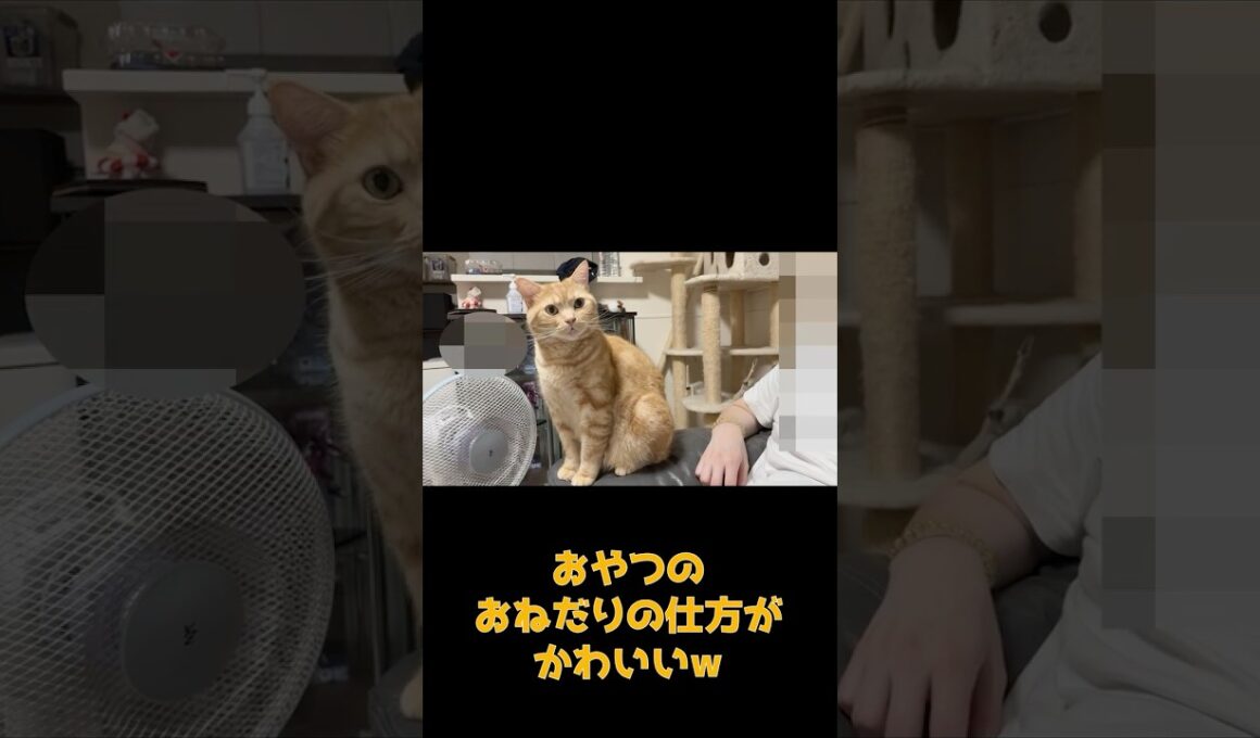 おやつのおねだりの仕方がかわいい猫 #ネコ #cat #ねこ #猫のいる生活 #shorts #アメショ #ノルウェージャンフォレストキャット #アメリカンショートヘア #猫のいる暮らし