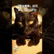 「猫は液体」は冗談じゃない？💧