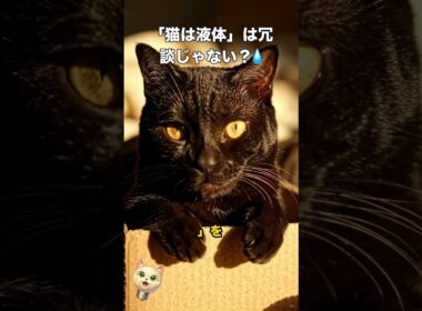 「猫は液体」は冗談じゃない？💧