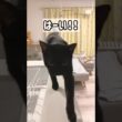 元気にお返事😺黒猫ボンベイ　#cat #ねこ #ねこのいる暮らし #ねこのいる生活 #ねこ動画 #猫 #猫好きさんと繋がりたい #かわいい #癒やし #甘えん坊