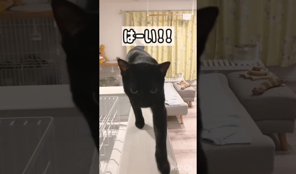 元気にお返事😺黒猫ボンベイ　#cat #ねこ #ねこのいる暮らし #ねこのいる生活 #ねこ動画 #猫 #猫好きさんと繋がりたい #かわいい #癒やし #甘えん坊