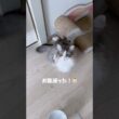 ご飯への執念がすごい猫 #ノルウェージャンフォレストキャット #cat #大型猫 #おしゃべり猫