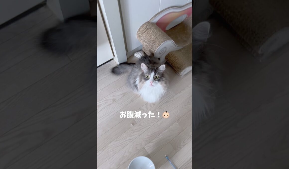 ご飯への執念がすごい猫 #ノルウェージャンフォレストキャット #cat #大型猫 #おしゃべり猫