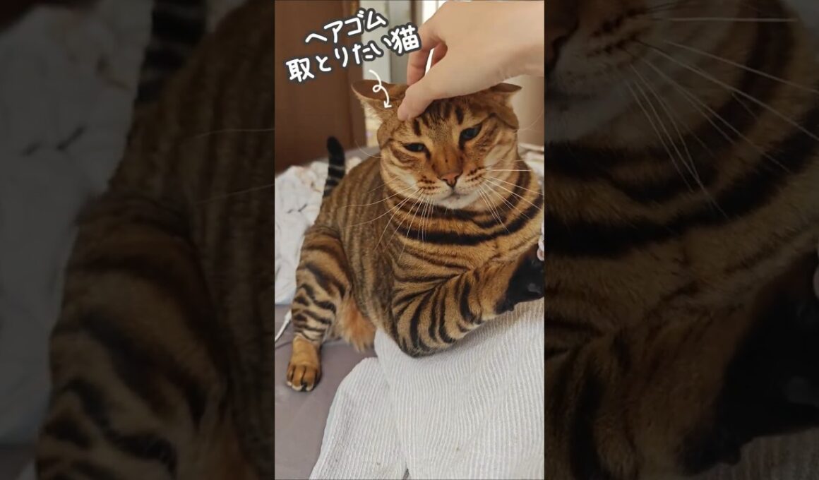 私は撫でたい。猫は奪いたい。｜トイガー&ラグドール　#トイガー #ラグドール #catshorts　#猫のいる暮らし #catfunny #大型猫