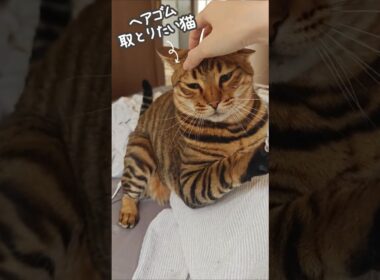 私は撫でたい。猫は奪いたい。｜トイガー&ラグドール　#トイガー #ラグドール #catshorts　#猫のいる暮らし #catfunny #大型猫