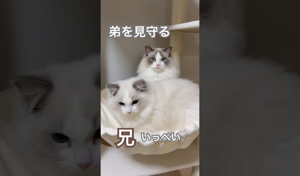弟を見守る兄いっぺい☺️💕#ラグドール #猫好きさんと繋がりたい #猫のいる暮らし #ねこ動画