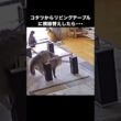 ウチの猫は天板があって当然なのだと学習しているらしい。模様替えの様子を見守りカメラで撮影中の出来事。 #猫 #ラガマフィン #スコティッシュフォールド #見守りカメラ